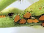 7 Pests You Probably Have In The Garden (And What To Do) — OnlineGardenTools